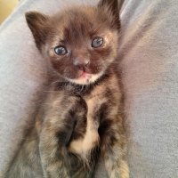 world of cats 🐾☁️ (@baby_couka) 's Twitter Profile Photo world of cats 🐾☁️ (@baby_couka) 's Twitter Profile Photo
