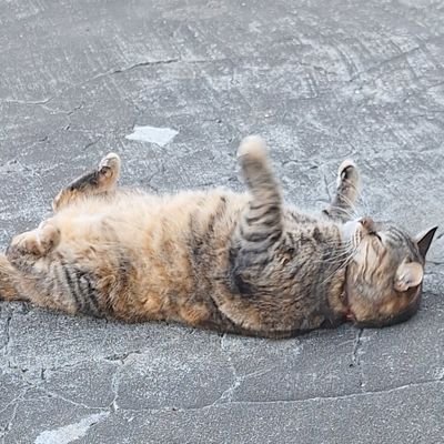 152/78 37♀ ちばけん
ぽっちゃり 特にお腹凄いです💦
DMは歓迎ですが、「既婚者、子あり、タバコ、ギャンブル 、18歳以下」は ダメ 色々経験少ないです💦
!!オフパコは求めてません!!
細身~普通体型の男性が好きです。手と腕フェチです。リプ、DMは気ままに返信します|ω•)