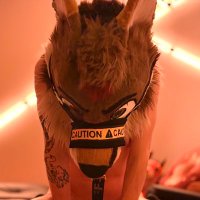 knot your average jackal (@cacklemaw) 's Twitter Profile Photo knot your average jackal (@cacklemaw) 's Twitter Profile Photo