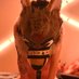 knot your average jackal (@cacklemaw) Twitter profile photo knot your average jackal (@cacklemaw) Twitter profile photo