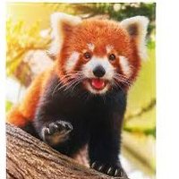 AmusedRedPanda (@amusedredpanda) 's Twitter Profile