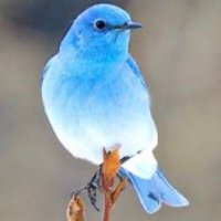 Carlstrom, Elaina (@carlstromelaina) 's Twitter Profile
