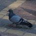 дикий голуб (@haajkfkf) Twitter profile photo дикий голуб (@haajkfkf) Twitter profile photo
