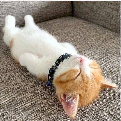 v32zt6L7sM5rWPv's profile picture. 🐿
賽銭投資したらじっと待つだけの神頼み👏
早くバイオジェン＆メルク来てね
無言フォローをお許し下さいm(_ _)m

#オンコリス
#トランスポゾン社
#バイオ株
#アルツハイマー
#PSP
#ALS
#日本株
#サブライセンス
#M&A 
#食道癌