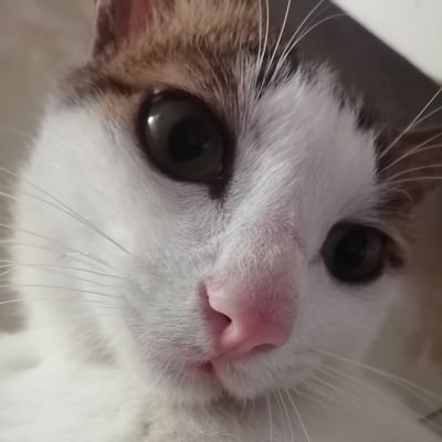 maomao083697487's profile picture. 中国の方です。
哔哩哔哩（ビリビリ）のアカウント名：猫猫去喵星了