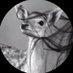 الوضيـحِـي ₅₁₁🦌 (@faj11r1) Twitter profile photo الوضيـحِـي ₅₁₁🦌 (@faj11r1) Twitter profile photo