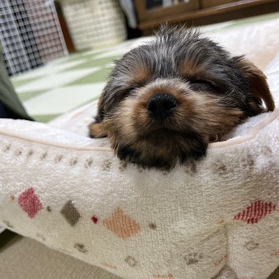 yuyuyu03100310's profile picture. 22（高卒済）  見専