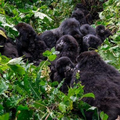 WeForOurNature's profile picture. Youth-led drive for awareness and action to protect nature | Creating a sustainable, green future is not a one-person job — it's a collective responsibility