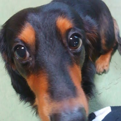 体重11kgのミニチュアダックスフンドのベンくんと保護猫のコウジくん、もくねんくんと暮らしています。