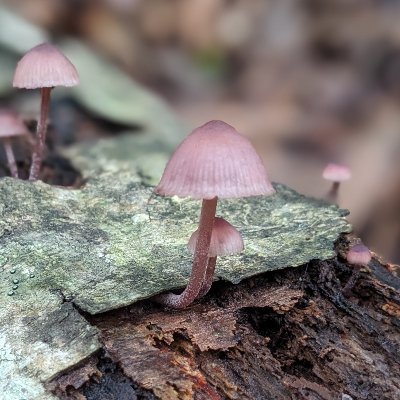 kinopaasii's profile picture. キノコと模型と釣り好きです。