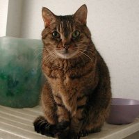 Gohsuke Takama (@gohsuket) 's Twitter Profile Photo Gohsuke Takama (@gohsuket) 's Twitter Profile Photo