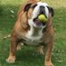 Dave🇬🇧 (@basilbulldog) Twitter profile photo Dave🇬🇧 (@basilbulldog) Twitter profile photo
