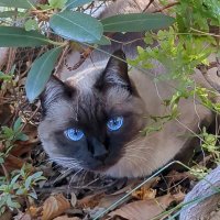 猫の生活 (@tomoako01) 's Twitter Profile