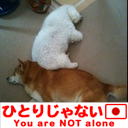 yumicota's profile picture. 