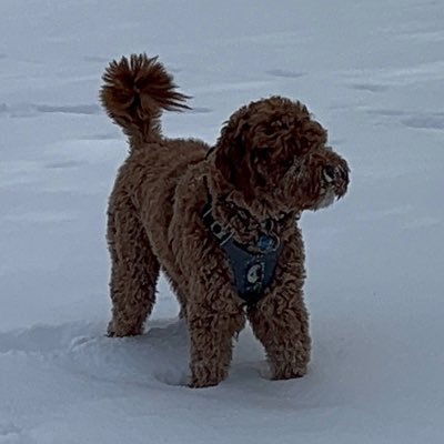 pistolpucks's profile picture. 