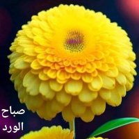 مشعل 🔥🔥 (@mdly1313) 's Twitter Profile Photo