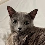 ジャンク通りの猫さんのプロフィール画像