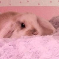 linette (in php) 💗 (@linetteinspace) 's Twitter Profile