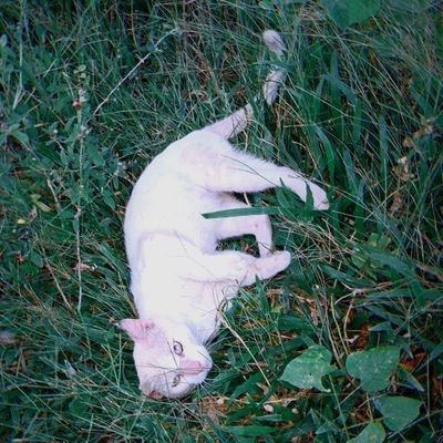 sforsierraa's profile picture. s for shania gracia