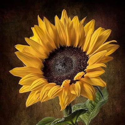 George39493's profile picture. 
