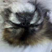 AnneJoe (@annejoe2013) 's Twitter Profile