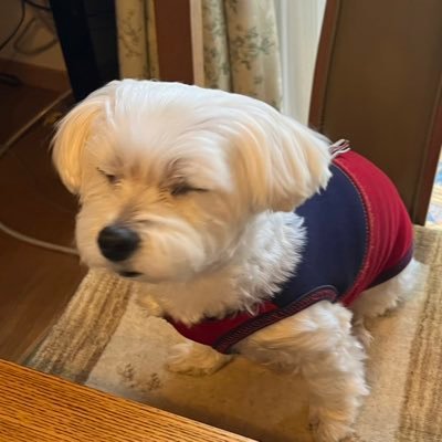 kurokosyou713's profile picture. 3文字なんよぉ