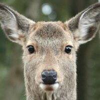 narazuki (@narazuki) 's Twitter Profile