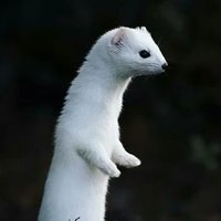Sweet Lover Stoatley (@matthewthestoat) 's Twitter Profile Photo