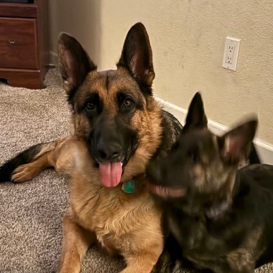 SharkManholtzer's profile picture. 