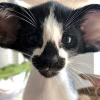 💤 (@favoritesilly) 's Twitter Profile