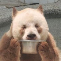Theo/Bear 🐻🇵🇸 (@rjnotlupin) 's Twitter Profile