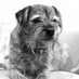 Sir Archie of Mabel Manor (@archieterror) Twitter profile photo Sir Archie of Mabel Manor (@archieterror) Twitter profile photo