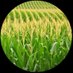 A. Aamir (@zeno500bc) Twitter profile photo A. Aamir (@zeno500bc) Twitter profile photo