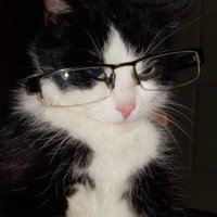 Fane boi (@faneboi3) 's Twitter Profile