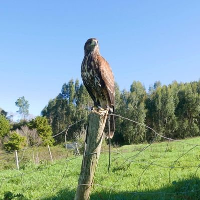 Cycling Guide and 'Apprentice' Falconer now based in west Central Portugal. @CornishPirates and rugby in general supporter