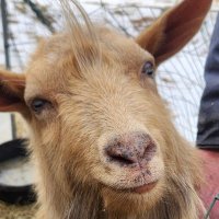 GoatsOverHumans (@goatsoverhumans) 's Twitter Profile