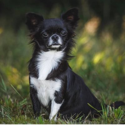 LunaRose221022's profile picture. Mein Name ist Luna Rosé, ich wurde am 22.10.22 in der Ukraine geboren, und ich bin ein schwarz weißes LH Chihuahua Mädchen. 🐾🐾🐕