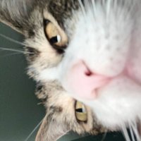 Bev (@bevllama) 's Twitter Profile