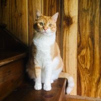 Lady (@ty_tigerlily) 's Twitter Profile