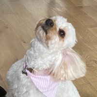 Anne 🇬🇧🏴 (@annej747) 's Twitter Profile Photo Anne 🇬🇧🏴 (@annej747) 's Twitter Profile Photo
