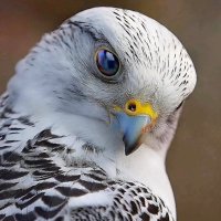 HEK1263 (@fahaheel63) 's Twitter Profile