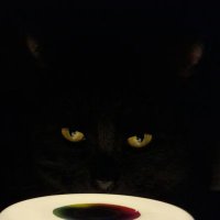 PurrfectRebel (@purrfectrebel) 's Twitter Profile Photo PurrfectRebel (@purrfectrebel) 's Twitter Profile Photo