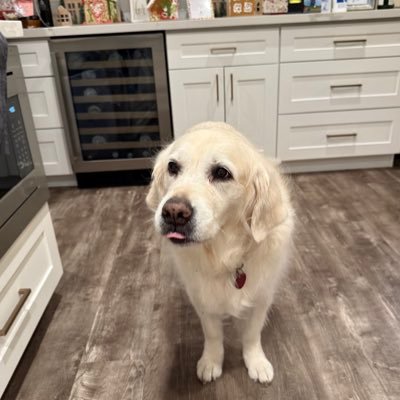 queenLisaRunyon's profile image