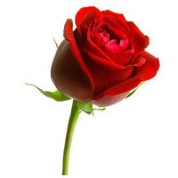 Priya ๐น (@priyakarthik_) 's Twitter Profile Photo Priya ๐น (@priyakarthik_) 's Twitter Profile Photo