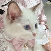 roxie | 5/9kg (@hidingirl) 's Twitter Profile