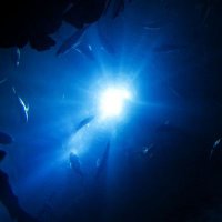 Celest (@ao_celest) 's Twitter Profile