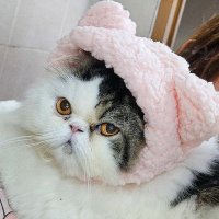 Mowchi 🐼 sang atlid (@meowmowchi) 's Twitter Profile