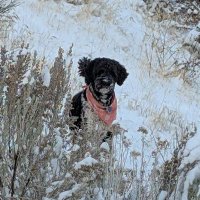 Kevin Jones (@boisegolfer) 's Twitter Profile
