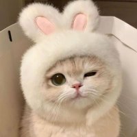 Fʟʏɪɴɢ Fʀɪᴇᴅ Cʜɪᴄᴋᴇɴ (@flyfrychickenz) 's Twitter Profile