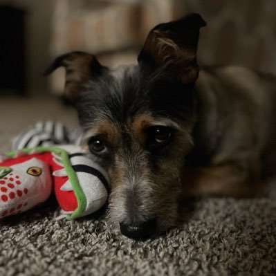 cactusnomadaz's profile picture. No DM, No Porn.